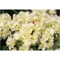 Rododendron Creamy Chifon 5 lat Ro25